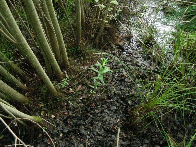 Canneto, micoflora e habitat